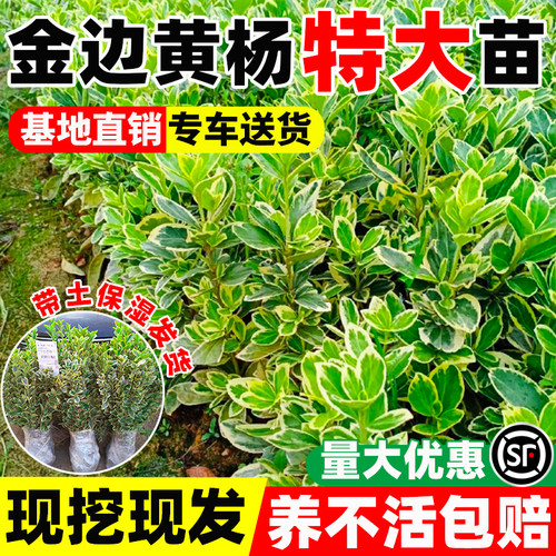 （小二推荐）工程苗绿化树苗批发