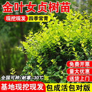 金叶女贞树苗小叶女贞造型树女贞球庭院植物绿化苗木耐寒四季常青