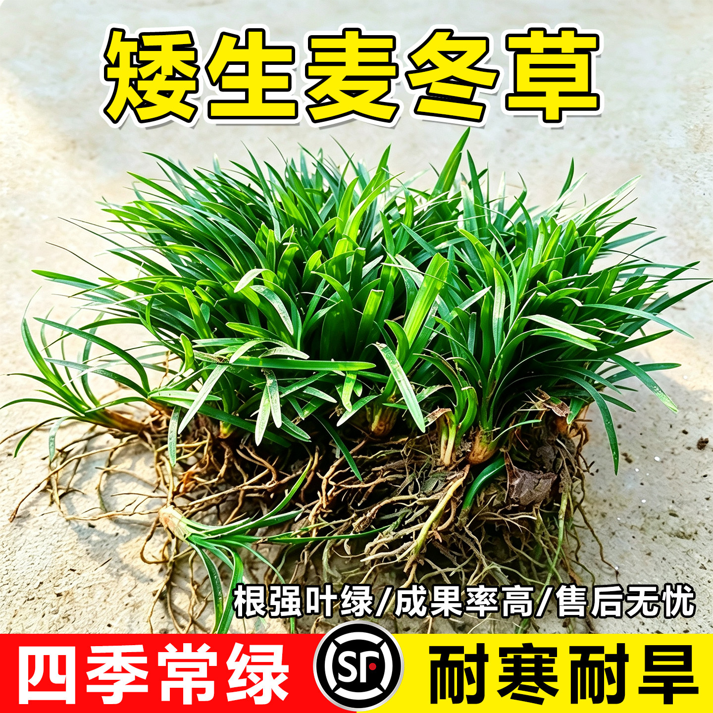 小二推荐（矮麦冬基地现挖现发）图片