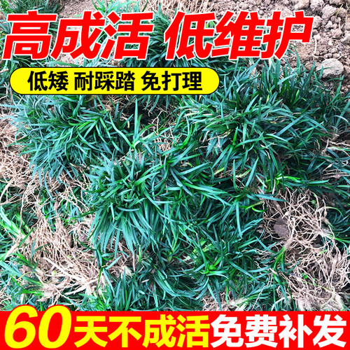 （小二推荐）优质麦冬草苗