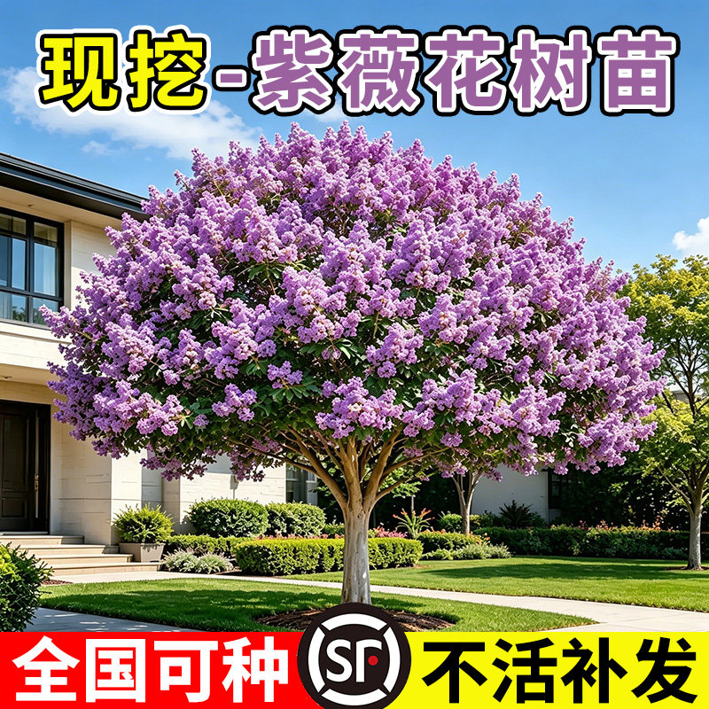 小二推荐（紫薇花基地现挖发货)