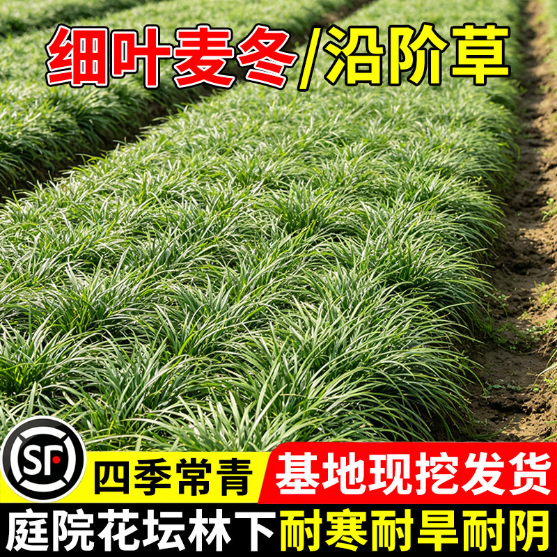 小二推荐（细叶麦冬草现挖现发）图片
