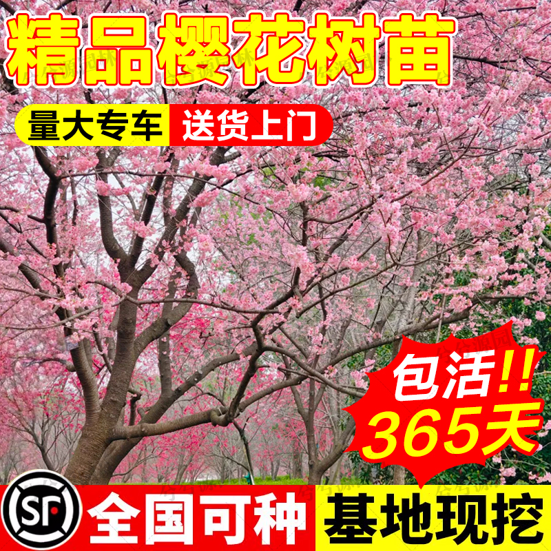 樱花树苗 垂枝樱花树苗 日本樱花嫁接早樱晚樱樱花小苗绿化工程苗