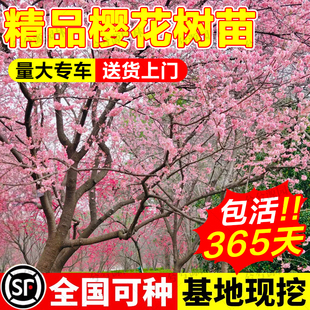 樱花树苗 垂枝樱花树苗 日本樱花嫁接早樱晚樱樱花小苗绿化工程苗