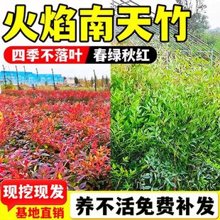 火焰南天竹树苗大植物室外庭院真树老桩竹子苗小盆景盆栽花卉绿植