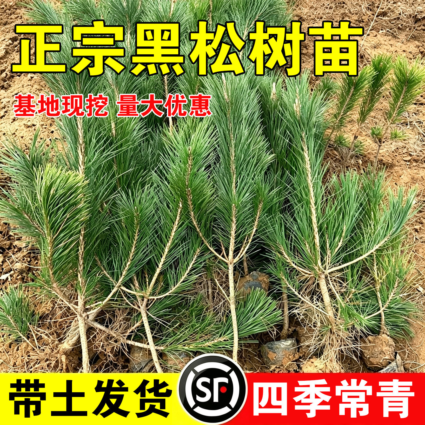 黑松树苗黑松盆景造型树老桩盆景四季常青耐寒绿化风景日本黑松树