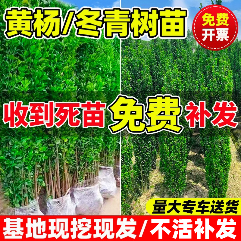 冬青树苗法国北海道黄杨直立篱笆围墙庭院植物四季常青耐寒绿化苗
