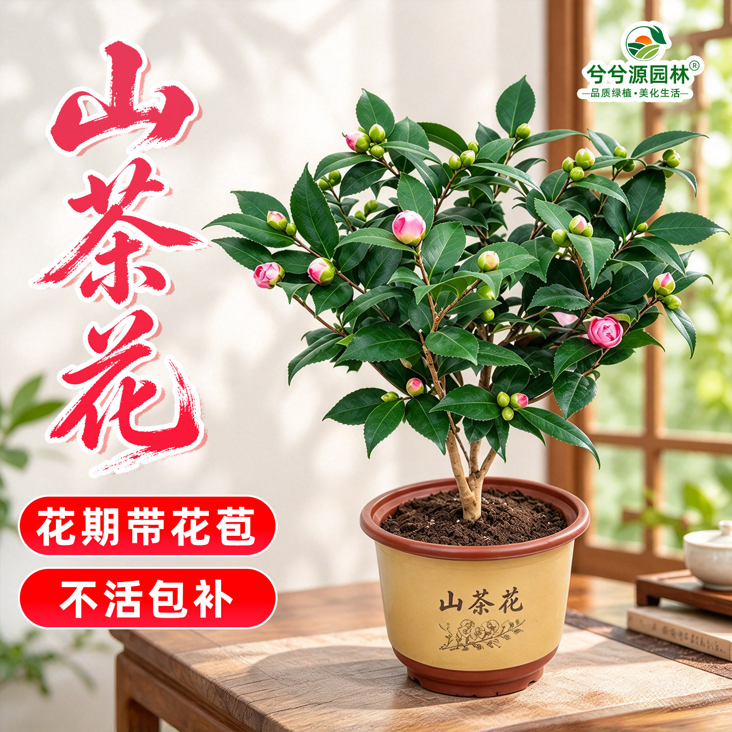 山茶花树苗室内外客厅阳台盆栽四季花卉家庭观赏好养易活开花绿植