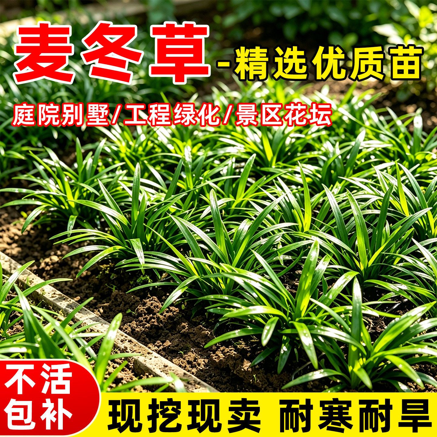 小二推荐（麦冬草现挖现发）图片