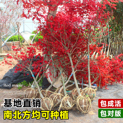 日本红枫树苗四季红舞姬庭院盆栽盆景中国原生小叶树名贵室外植物