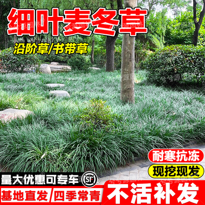 细叶麦冬草沿阶草书带草全国可种耐寒耐旱园林工程绿化中叶麦冬草