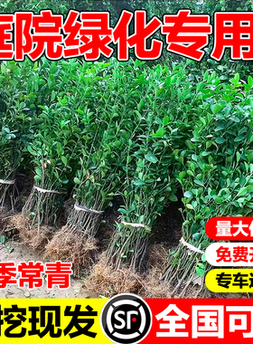 丛生北海道黄杨树苗大叶冬青苗绿化四季常青庭院绿篱植物围墙篱笆