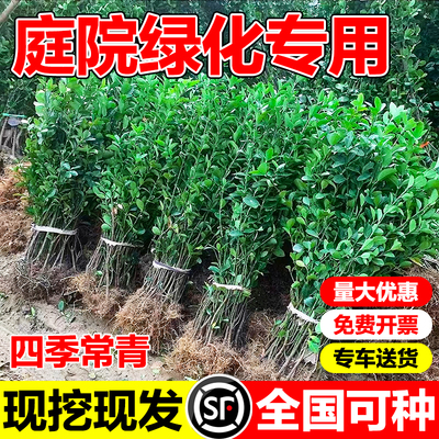 小二推荐（绿篱苗基地现挖发货）