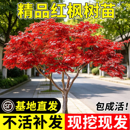 小二推荐（红枫树苗现挖苗发货）