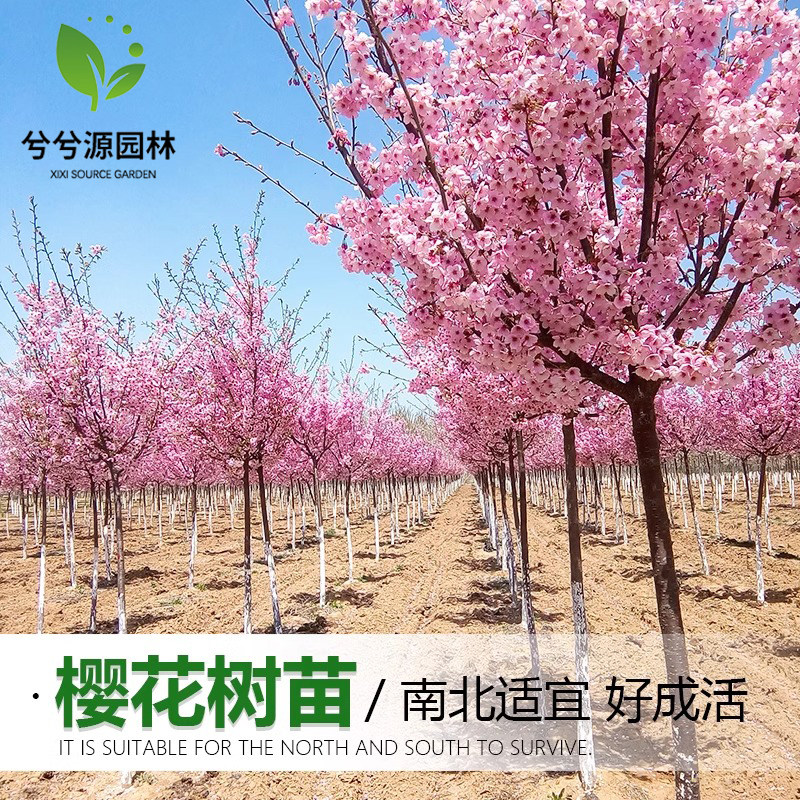 嫁接樱花树苗染井吉野樱花早樱晚樱庭院别墅大型风景树当年开花树
