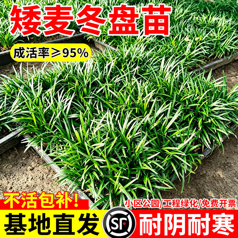 小二推荐（矮麦冬盘苗现挖现发）图片