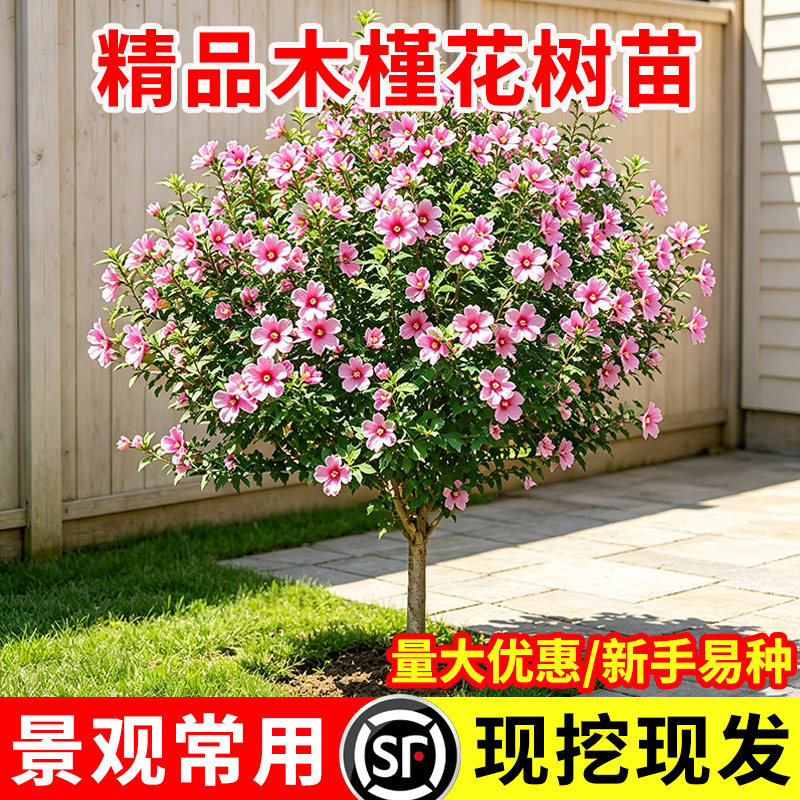 小二推荐（木槿花树苗现挖现发）