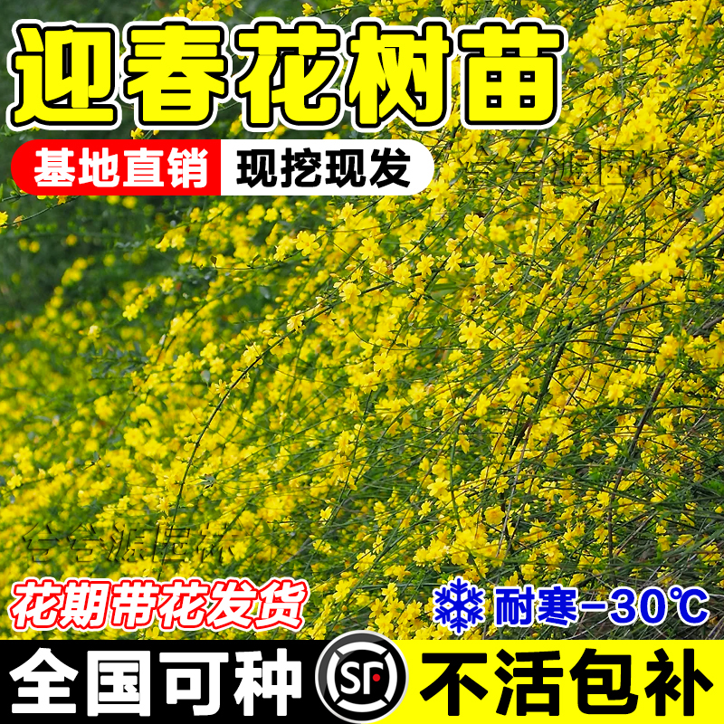 （迎春花苗）兮兮源强烈推荐