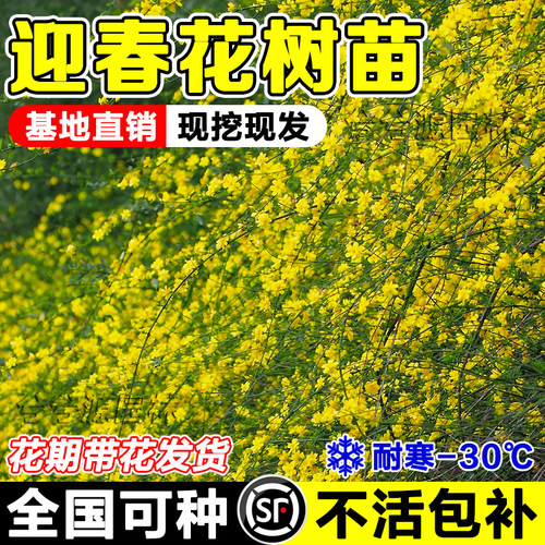 （迎春花苗）兮兮源强烈推荐