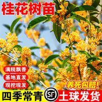 桂花树苗八月桂金桂庭院别墅地栽特大四季桂绿化盆栽四季花卉植物