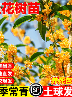 桂花树苗八月桂金桂庭院别墅