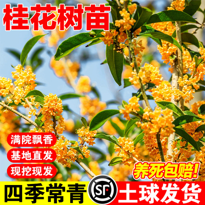 桂花树苗八月桂金桂庭院别墅地栽特大四季桂绿化盆栽四季花卉植物