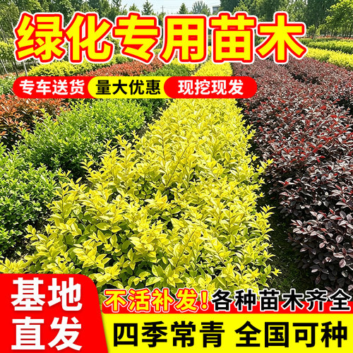 金叶女贞苗红叶石楠苗瓜子黄杨迎春花工程绿化红花继木灌木色块苗