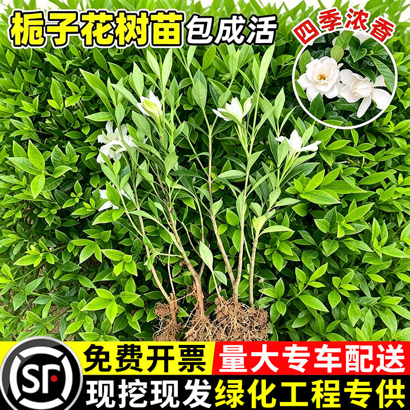 栀子花树苗带花苞重瓣浓香型四季大小叶栀子花苗室外园林工程绿化图片