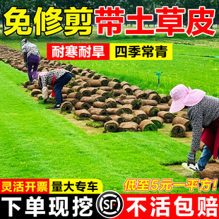 真草坪草皮带泥土庭院花园绿化马尼拉果岭草护坡故土工程绿化草皮