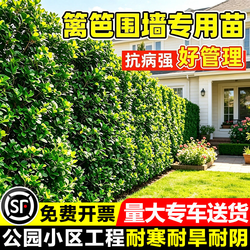 小二推荐（黄杨基地现挖现发）
