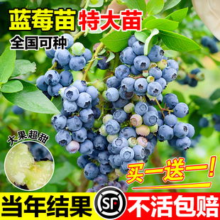 蓝莓树果苗盆栽带果南北方种植特大号L25蓝梅树庭院别墅地栽耐寒