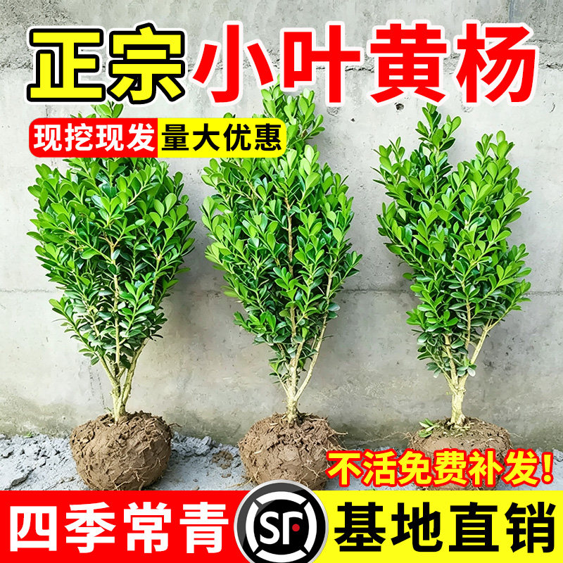 小二推荐（黄杨基地现挖现发）