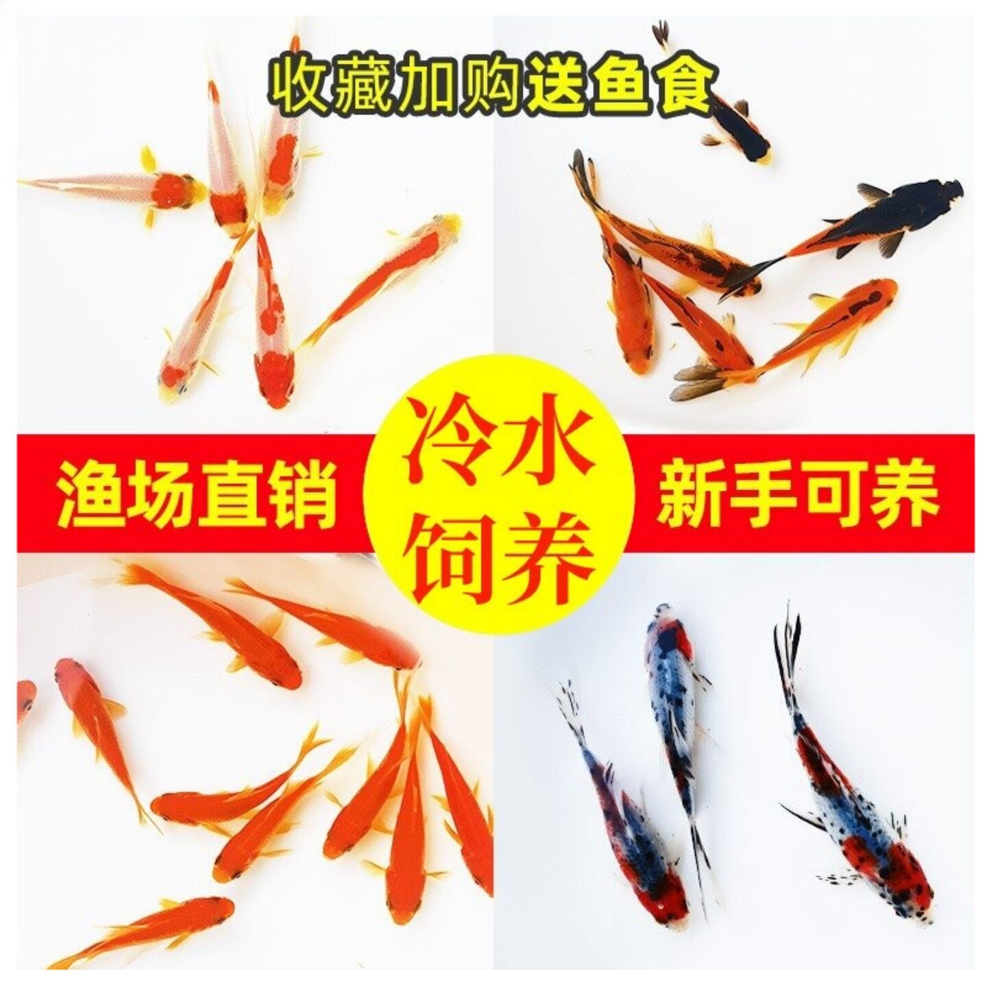 草金鱼活体锦鲫锦鲤活鱼观赏鱼淡水鱼冷水鱼小型鱼苗红鲫鱼红草金