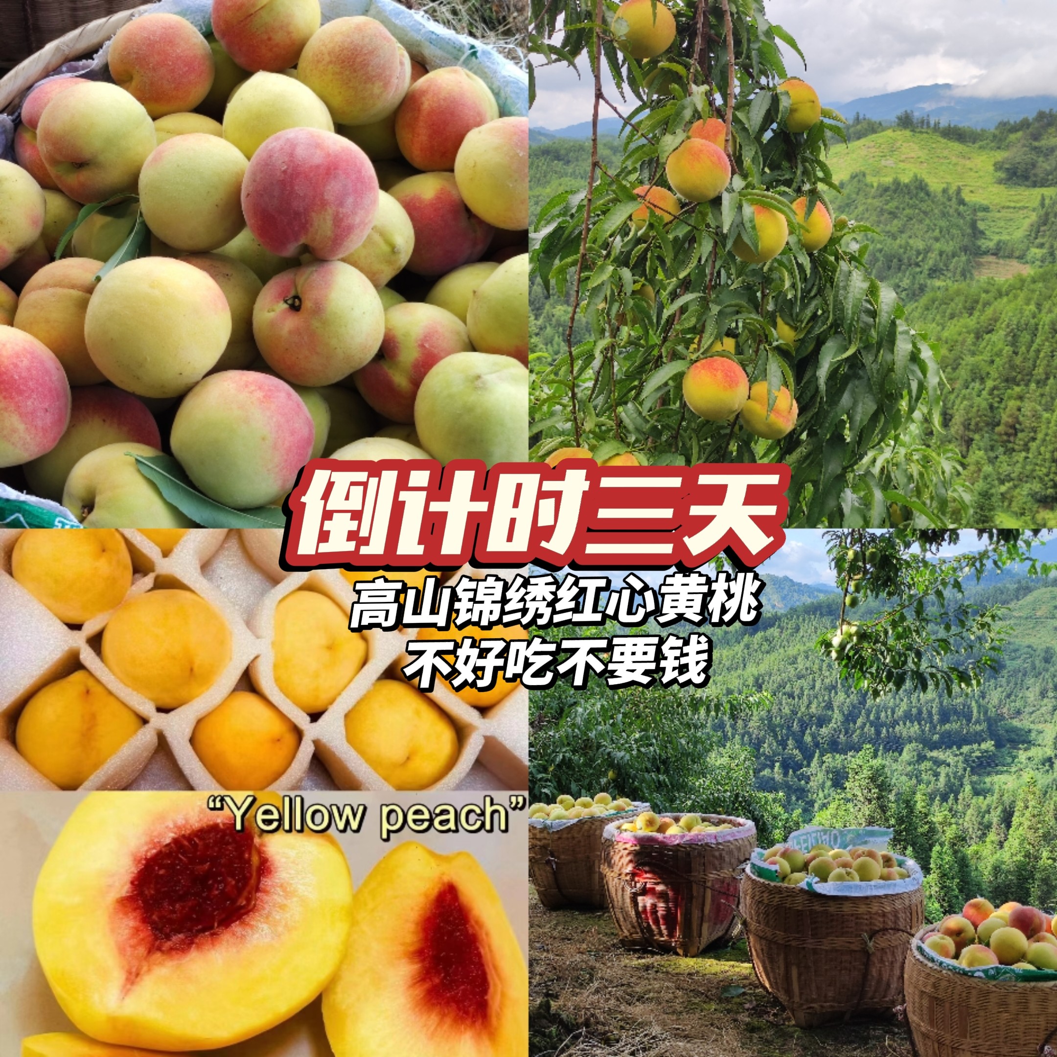 明年见！湖南怀化溆浦父母自己种的高山锦绣红心黄桃现摘现发