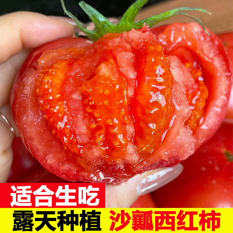 攀枝花露天沙瓤老品种西红柿生吃水果蔬菜番茄新鲜