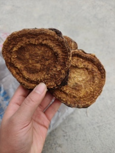 野生大黄片马蹄黄正品可磨大黄粉