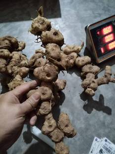 四川野生黄精鸡头黄精老虎姜鸡爪子参仙人余粮泡酒泡茶炖肉中药材