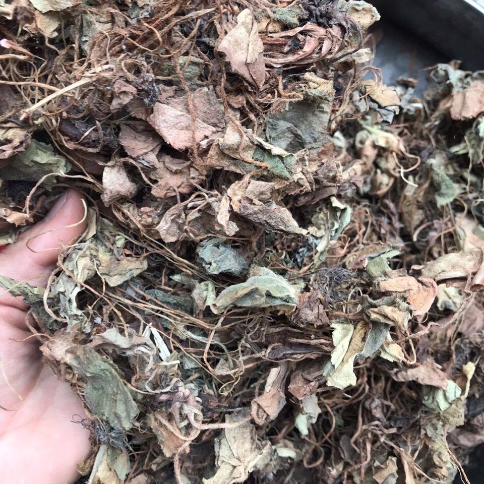 秦岭深山虎耳草干货石荷叶金线吊芙蓉老虎耳老虎草虎儿草天然无硫
