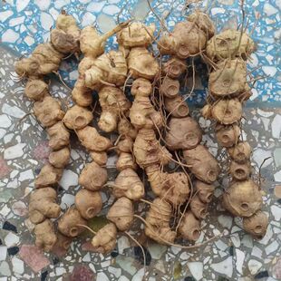 四川新鲜老虎姜黄精虎头姜鸡头参大黄精鲜货现挖正宗黄精煲汤泡酒