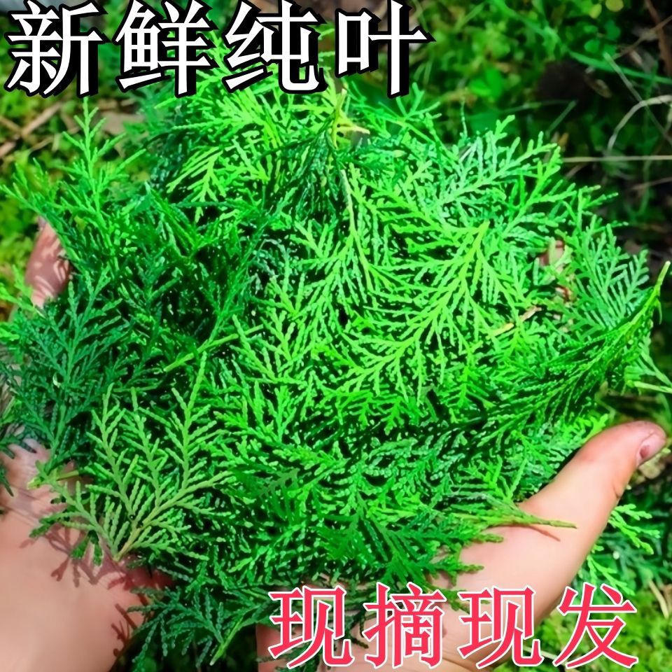 野生侧柏叶新鲜野生柏树叶洗头发侧柏叶新鲜现摘现发泡水喝熏腊肉