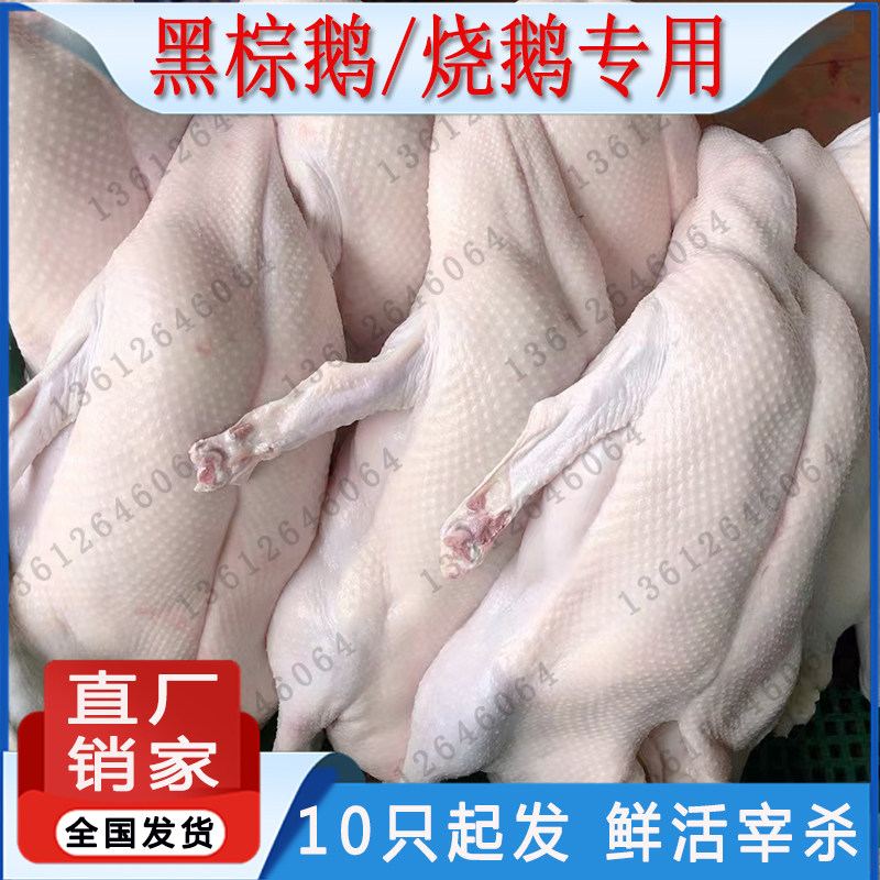 下单咨询广东海鹏黑棕鹅马岗鹅棚鹅烧鹅专用新鲜现杀冰鲜冷冻光鹅