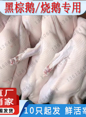 广东烧鹅专用新鲜现杀海鹏黑棕鹅