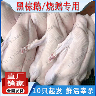 下单咨询广东海鹏黑棕鹅马岗鹅棚鹅烧鹅专用新鲜现杀冰鲜冷冻光鹅