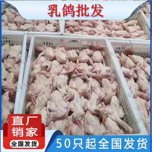 50只起发不包邮乳鸽新鲜现杀妙龄鸽脆皮玻璃红烧专用乳鸽下单现杀