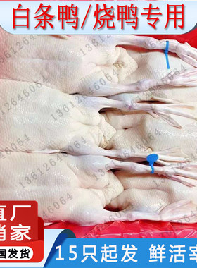 下单前咨询15只起发货广东水养白鸭白条鸭樱桃鸭烧鸭专用新鲜现杀