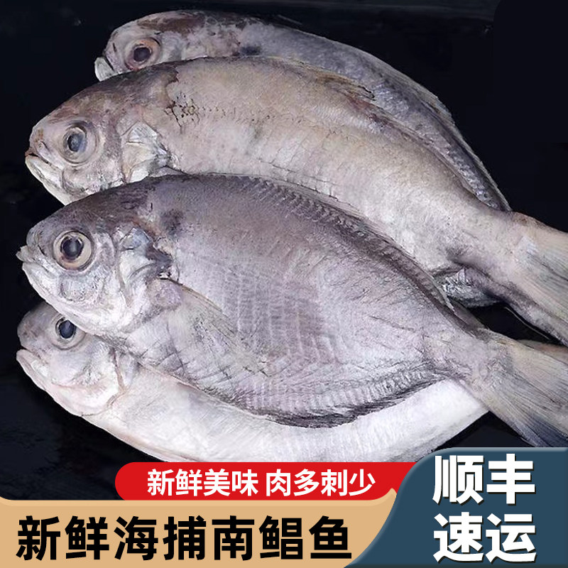 5斤南油鲳鱼新鲜海捕南鲳鱼东海鲳鱼肉鱼银鲳鱼海鲜水产鲳鱼