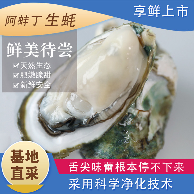 阿蚌丁净化蚝钦州大蚝刺身蚝鲜活大蚝礼盒装新鲜安全送礼包邮到家