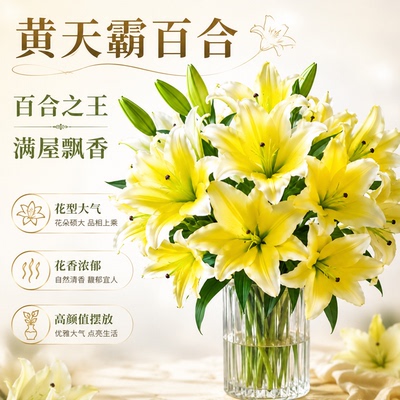 小雏菊香水百合鲜切花云南直发