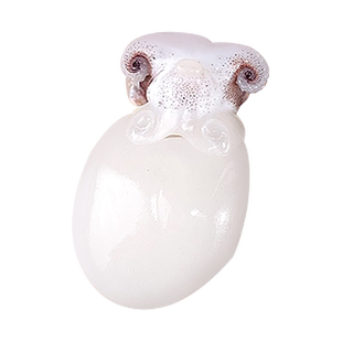 新鱼港 小墨鱼仔1000g 新鲜海捕冷冻去皮去内脏目鱼仔火锅食材