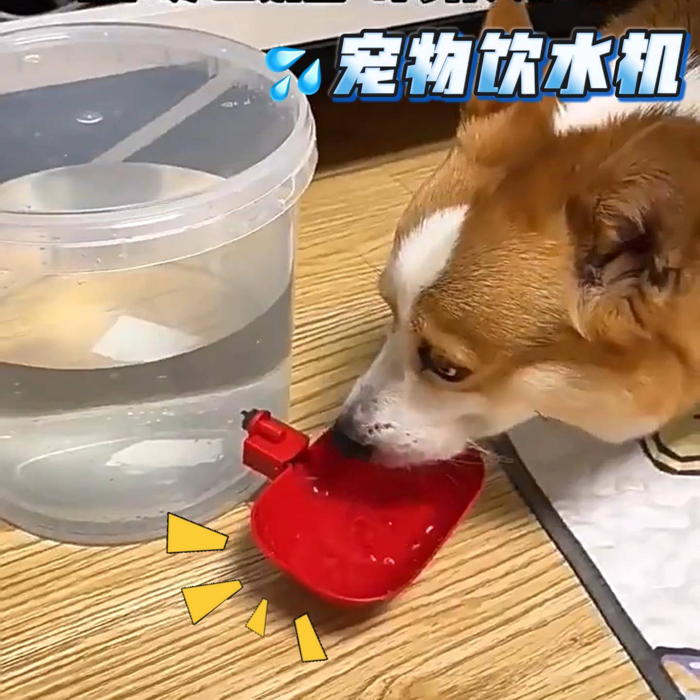 喂鸡桶喂鸡饮水器宠物饮水机猫咪狗狗自动循环喝水喂水器流动水桶